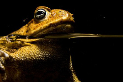 Cane toad from Tropical Queensland, Australia by Cal Mero 